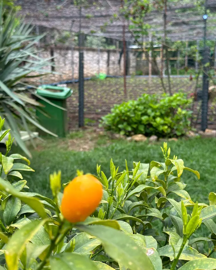 Orangefarbene Paprika aus dem Gewächshaus